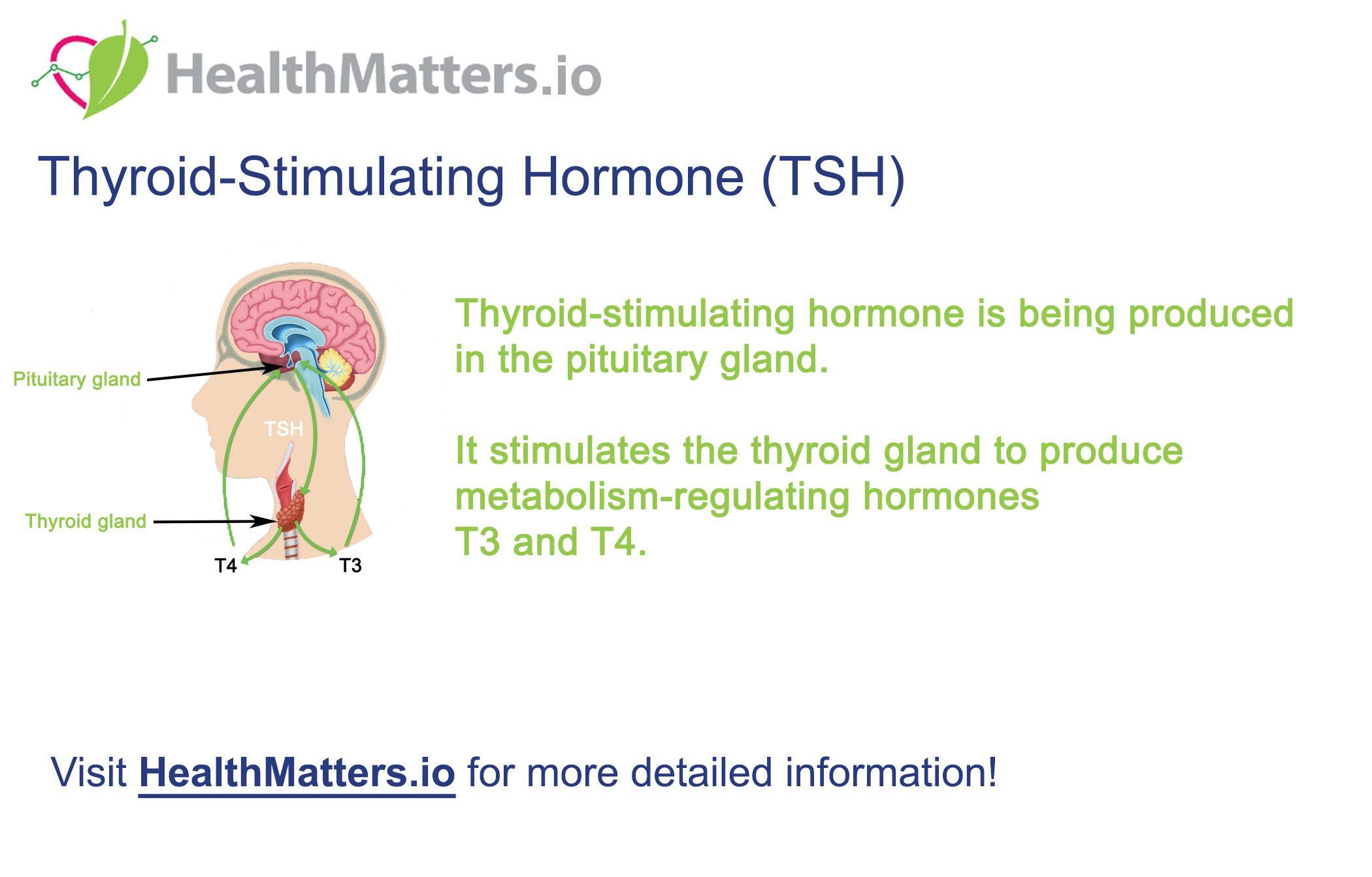 Tsh TSH (Thyroid